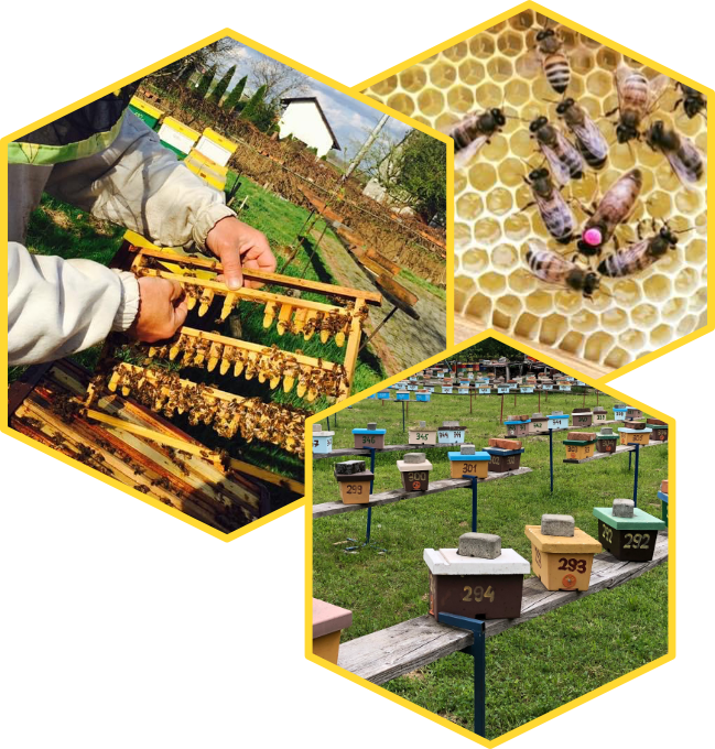 Oferta dla pszczelarzy